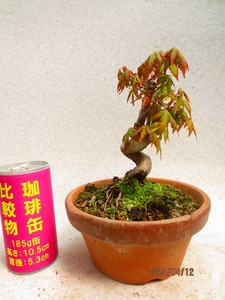 [.. shop green ..]momiji(41247 plant pot ) total height :23.* same packing is [ together transactions ] procedure strict observance * postage clear writing * explanation obligatory reading 