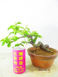 [.. shop green ..] chinese quince (41061 plant pot ) total height :23.* same packing is [ together transactions ] procedure strict observance * postage clear writing * explanation obligatory reading 