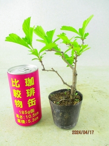 [.. shop green ..] legume bonsai material sun The si pulling out seedling shipping (41873) image total height :17.* non-standard-sized mail shipping : free shipping * pot less / for earth ( root pot ) less 