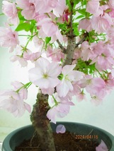 [讃岐屋緑兵衛]桜 品種不明 散りだしました(41605)全高：39㎝※同梱包は「まとめて取引」手続厳守※送料明記＊説明必読　_画像7