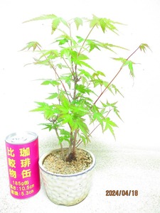 [.. shop green ..]momiji(41966 white . circle pot ) total height :52.* same packing is [ together transactions ] procedure strict observance * postage clear writing * explanation obligatory reading 