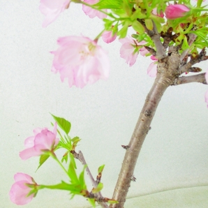 [讃岐屋緑兵衛] 桜 品種不明 4/20満開～花終り想定 (42089)全高：44㎝※同梱包は「まとめて取引」手続厳守※送料明記＊説明必読の画像6