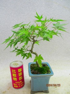 [.. shop green ..]momiji(42353.. regular person pot ) total height :28.* same packing is [ together transactions ] procedure strict observance * postage clear writing * explanation obligatory reading 