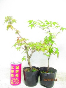 [.. shop green ..]momiji2 points collection (42418) total height :37.* same packing is [ together transactions ] procedure strict observance * postage clear writing * explanation obligatory reading 