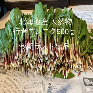 北海道産 天然物 行者ニンニク 500ｇ