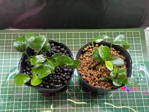  Anubias nana small 2 pot set ⑥