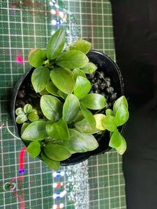  Anubias Varie ga-ta? 1 pot 