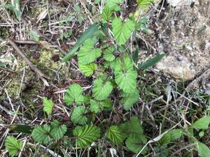 キイチゴ　山野草　ニガイチゴかな？　3株