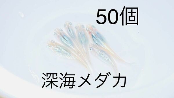 【極上個体】深海メダカ有精卵40個＋α10個　　50個以上でお届けします。