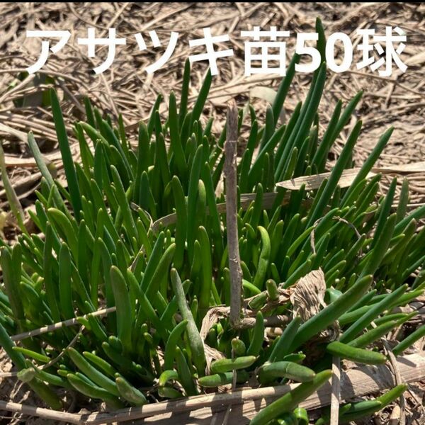 アサツキ苗　50球　北海道家庭菜園