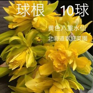 水仙　黄色八重　球根10球