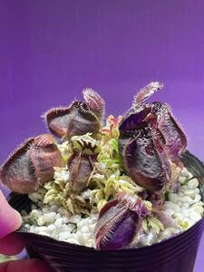 Cephalotus follicularis Carni Flora, Diflora Giant, お問い合わせ品