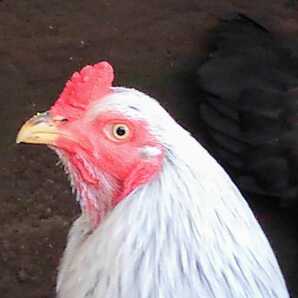 ＊【天然記念物薩摩鶏】             食用有精卵【白笹6個】 YouTubeみっちー薩摩鶏の画像5