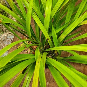 5.5寸。「花芽4個」赤花金稜辺。蜜蜂誘引蘭。農園直送。キンリョウヘンの画像2