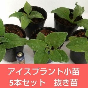 【野菜苗】アイスプラント　小苗5本セット　抜き苗にて