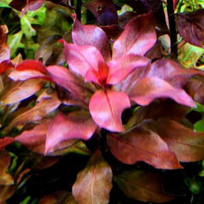 レア種！ ルドウィジア イールトリコロール♪ 《水上葉》無農薬 ３本 セット (レッド ルブラ グランデュローサ レペンス ルビン)の画像1