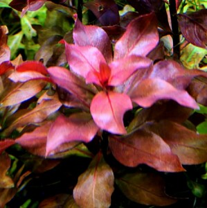  rare kind!rudowiji I -ru tricolor! { water leaf } less pesticide 3 pcs set ( red rubla grande . low sare pence ruby n)