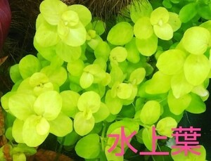 イエローリシマキア♪ 水上葉 無農薬 ５本 セット (水草 ロタラ ルドウィジア バコパ メダカ 睡蓮 ビオトープ)