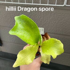 P.hillii Dragon spore ヒリー　ドラゴン　スポア　胞子培養