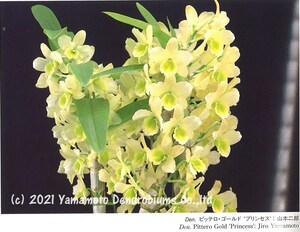 洋蘭 デンドロビューム交配種（つぼみ付き株）（入賞花・希少品種）Den. Pittero Gold ‘Princess’ BM/WOC,BM/JOGA