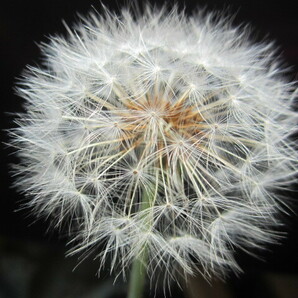 ※白花タンポポの種 ４花分全部※の画像2