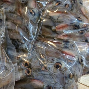 R6 富山県産(滑川) 釣餌用 冷凍ホタルイカ ３kg(600g入×5袋)の画像1