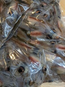 R6富山県産 釣餌用 冷凍ホタルイカ6kg(600g入×10)