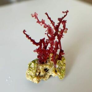 レッドグレーププランツ 紅藻 海藻 リフジウムの画像2