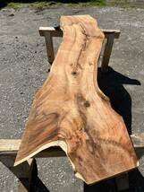 杉 ③ 樹齢約800年　御神木　無垢 一枚板 2.2mカウンター テーブル　レジン　看板　ベンチ　デスク　リバーテーブル　デスプレイ　シェルフ_画像4