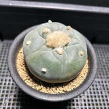 銀冠玉 実生　ロフォフォラ サボテン　多肉植物_画像4