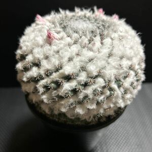 幅10cm 特多毛 景清　実生 大株　マミラリア　サボテン　多肉植物