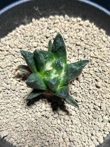竜角牡丹　実生　アリオカルプス　サボテン　多肉植物