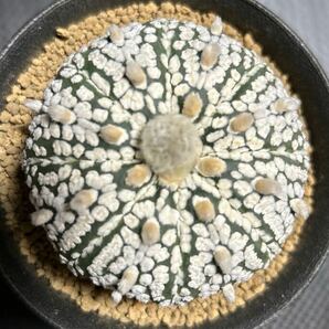 選抜スーパー兜 実生 アストロフィツム属 サボテン 多肉植物の画像2