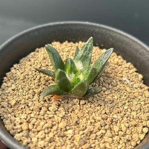 竜角牡丹　実生　アリオカルプス　サボテン　多肉植物 