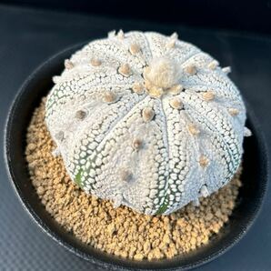 特選 ミラクル兜 実生 アストロフィツム サボテン 多肉植物 の画像2