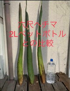 レア品種！六尺ヘチマ 種 30粒 即購入OK loofa 絲瓜 瓜