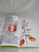 Flora Knight Nick ニック・ナイト 写真集 花・植物写真集 ボタニカル・アート アート写真 大型本_画像4