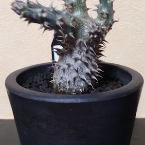 塊根植物【現品】Pachypodium makayense パキポディウム・マカイエンセの画像1