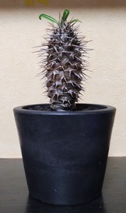 塊根植物【現品】Pachypodium lamerei　パキポディウム・ラメレイ