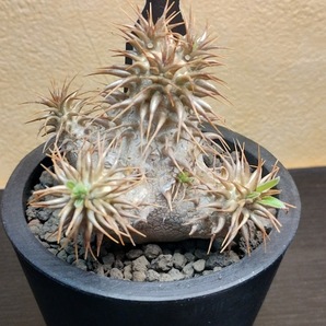 塊根植物【現品】Pachypodium makayense パキポディウム・マカイエンセの画像2