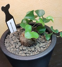 塊根植物【現品】　Dioscorea elephantipes　ディオスコレア・エレファンティペス_画像2