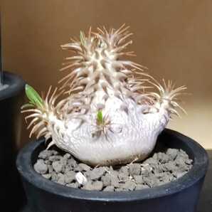 塊根植物【現品】Pachypodium makayense パキポディウム・マカイエンセの画像4