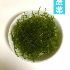 ウィローモス 約 10 g - 無農薬 -