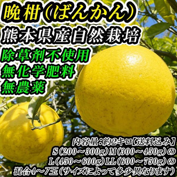 熊本産【無農薬・無化学肥料・ワックス不使用・除草不使用】の完全自然栽培「ばんかんジューシー」約2キロ