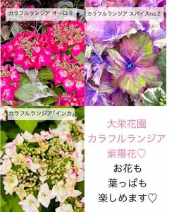 カラフルランジア 紫陽花 ３種セット〔4号×３苗〕紫陽花 大栄花園 苗木