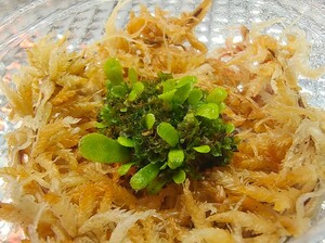 P.willinckii 月光爪哇　胞子体　前葉体　ウィリンキー　ビカクシダ　 willinckii Platycerium　③