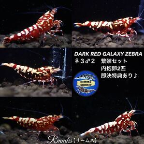 【Rmmks（リームス）】 DARK RED GALAXY ZEBRA ダークレッドギャラクシーゼブラ ♀３♂２繁殖セット（抱卵♀入り） 即決特典2つ♪の画像1