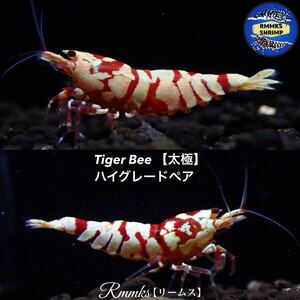 【Rmmks（リームス）】【特別出品】Tiger Bee タイガービー（太極）　次世代種親ペア　画像の個体　即決特典2つ♪