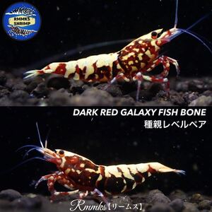 【Rmmks（リームス）】　DARK RED GALAXY FISH BONE ダークレッドギャラクシーフィッシュボーン　種親レベルペア　♀抱卵中