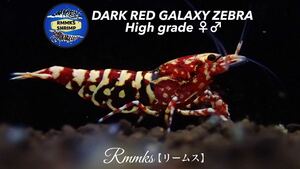 【Rmmks（リームス）】　DARK RED GALAXY ZEBRA ダークレッドギャラクシーゼブラ　種親候補♀ ハイグレードペア